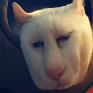 Meet your Posher, Melody